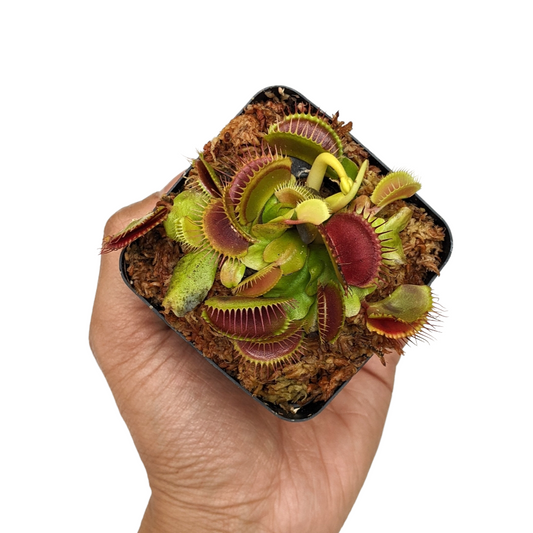 Venus Fly Trap (Dionaea Muscipula) 'Big Mouth' - Soiled India