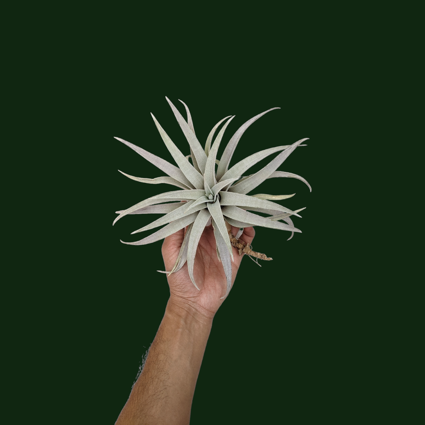 Tillandsia Capitata 'Giant White' - Soiled India