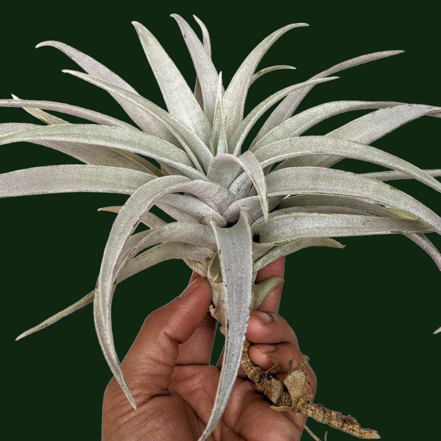 Tillandsia Capitata 'Giant White'