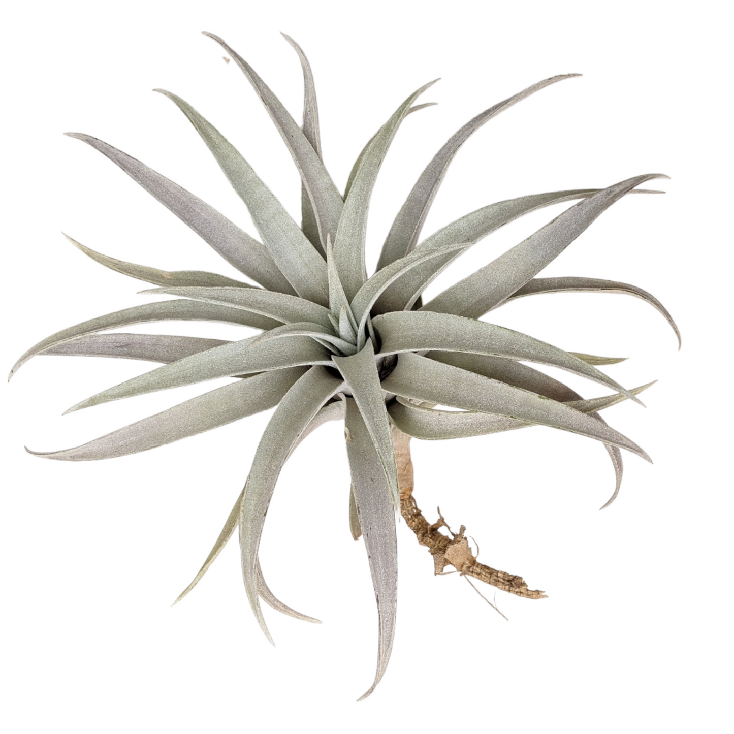 Tillandsia Capitata 'Giant White' - Soiled India