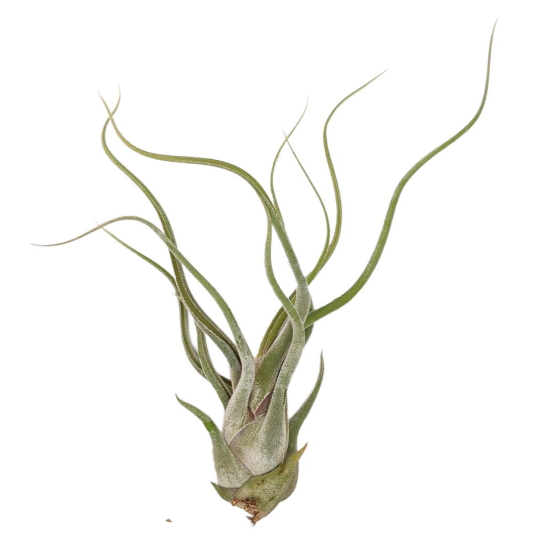 Tillandsia Caput Medusae Giant Form - Soiled India