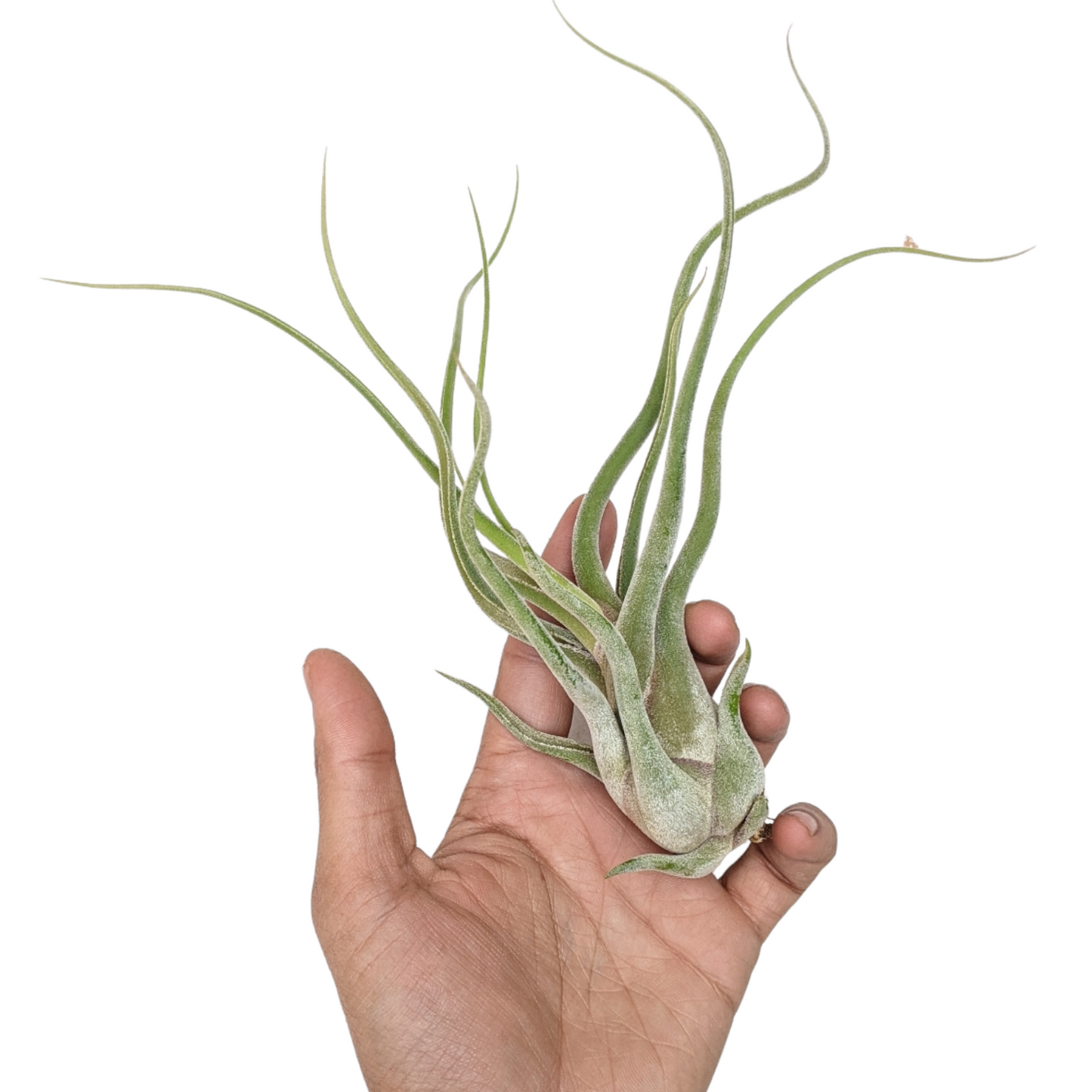 Tillandsia Caput Medusae Giant Form - Soiled India