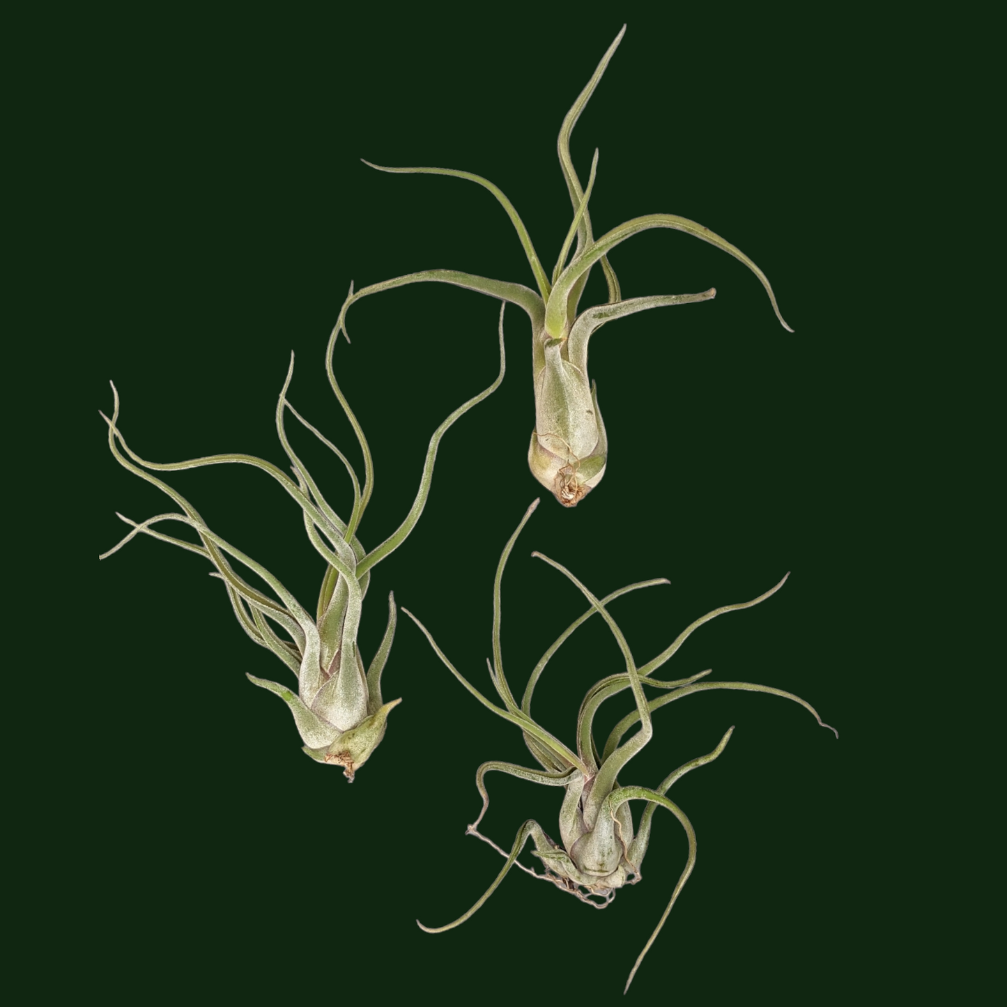Tillandsia Caput Medusae Giant Form - Soiled India