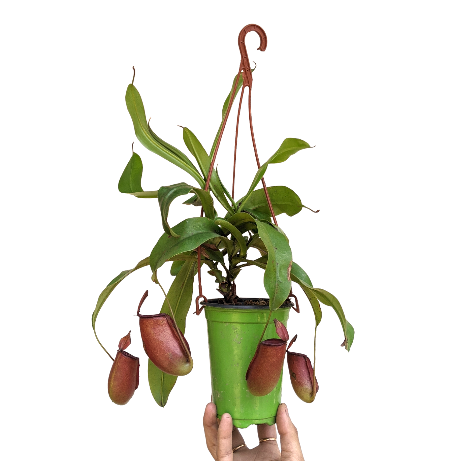Pitcher Plant (Nepenthes Lady Luck) - Carnivorous Plant - soiled.in