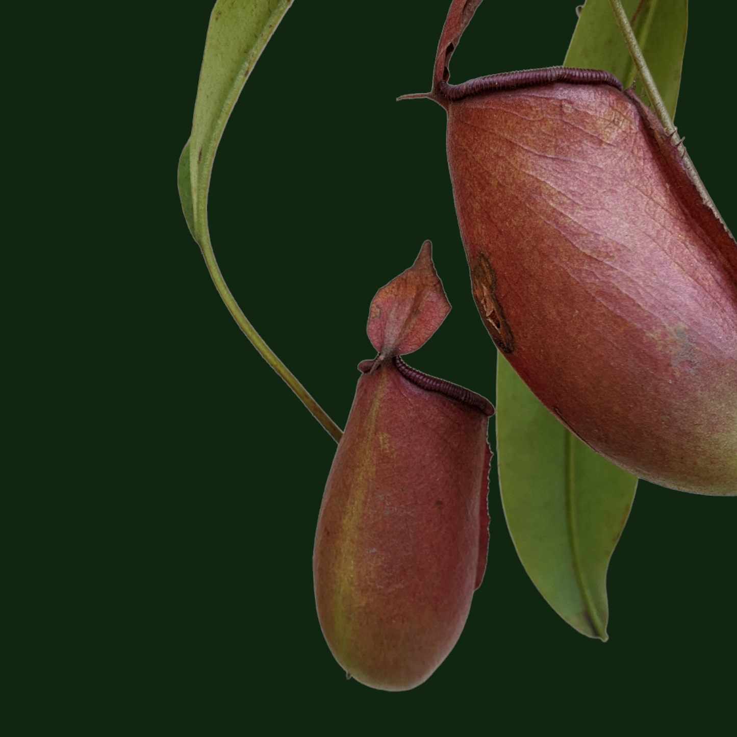 Pitcher Plant (Nepenthes Lady Luck) - Carnivorous Plant - soiled.in