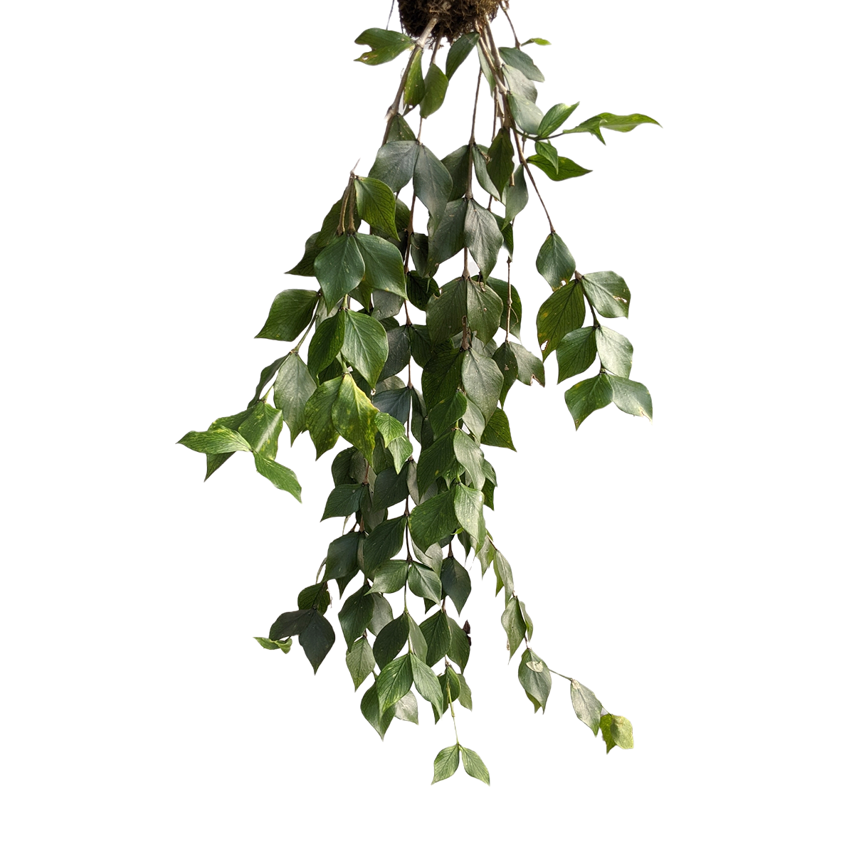 Hoya Polyneura - Hoya - soiled.in