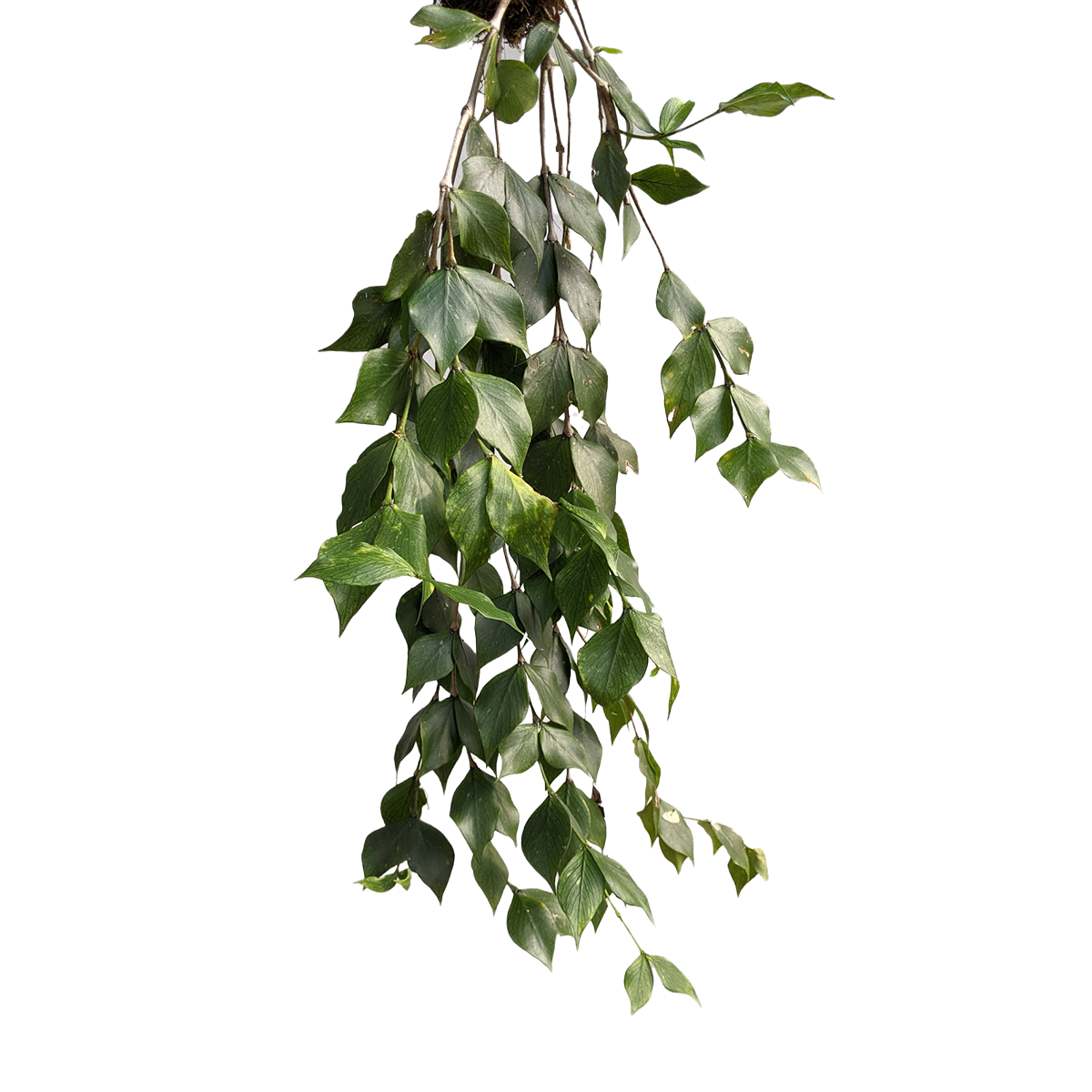 Hoya Polyneura - Hoya - soiled.in