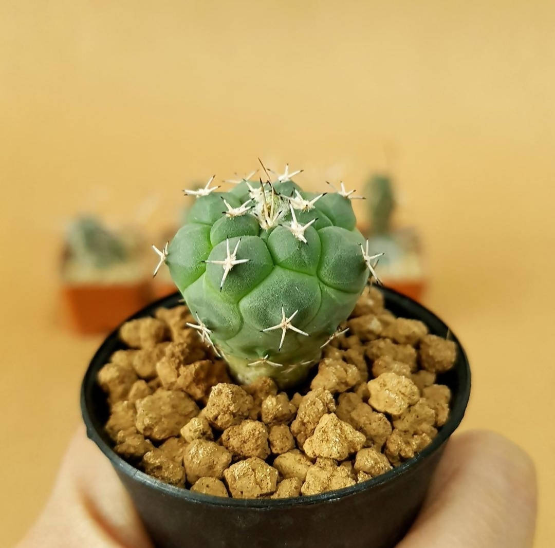 Turbinicarpus Lophophoroides - Cactus - soiled.in