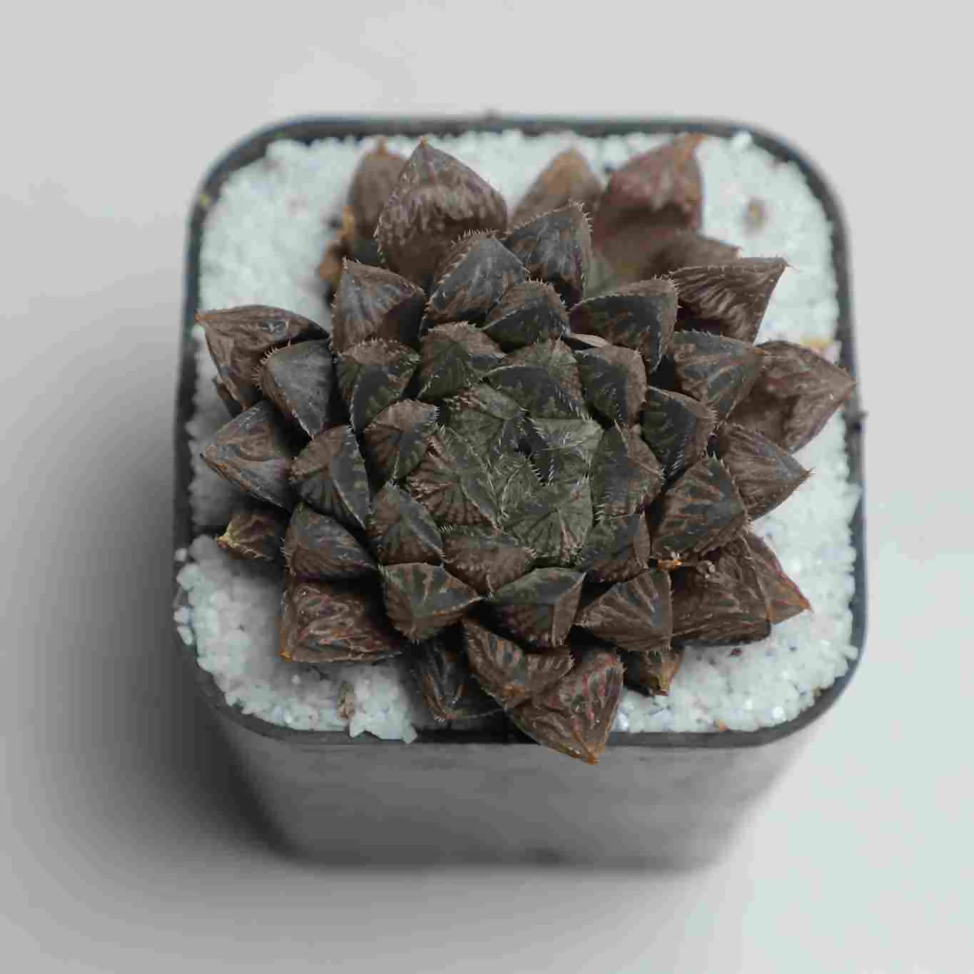 Haworthia cooperi kurozato - Haworthia - soiled.in