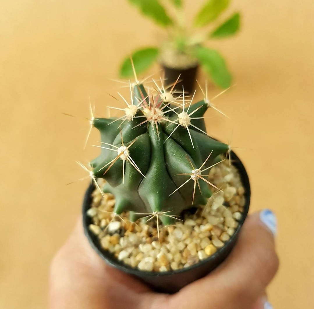 Ferocactus Horridus - Cactus - soiled.in