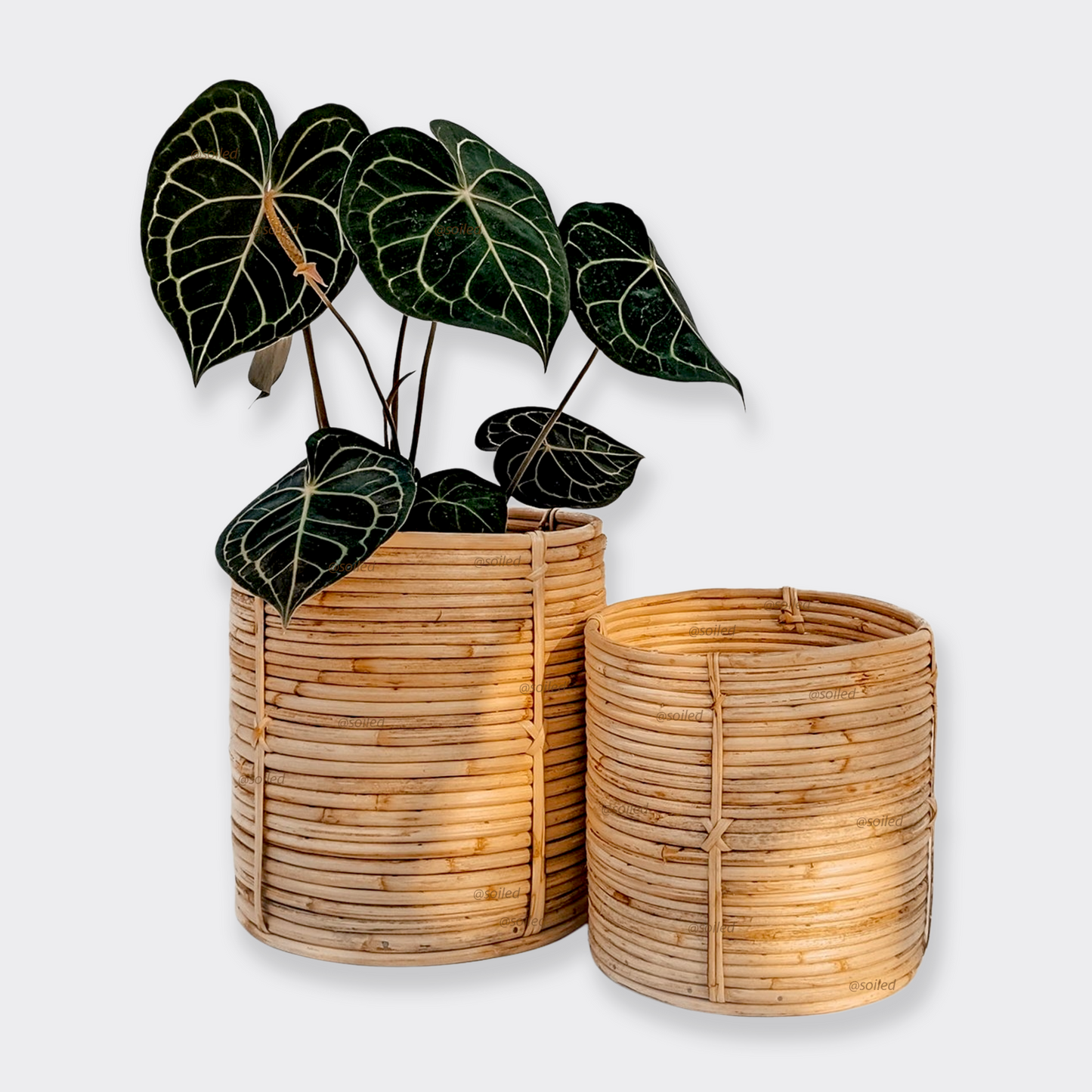 Round Tub Cane Planter - Set of 2 - Planter - soiled.in