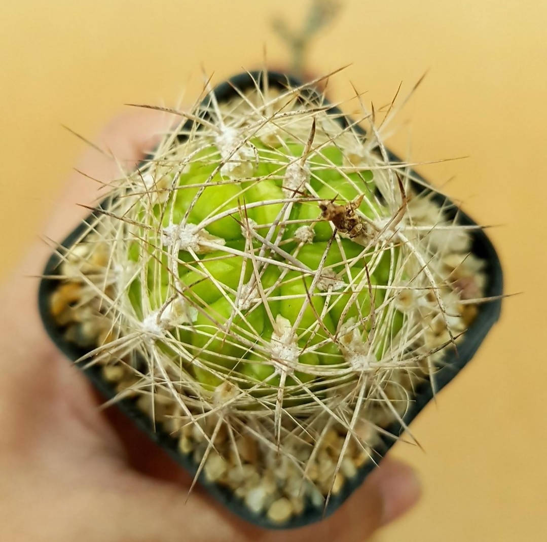 Weingartia Lanata - Cactus - soiled.in