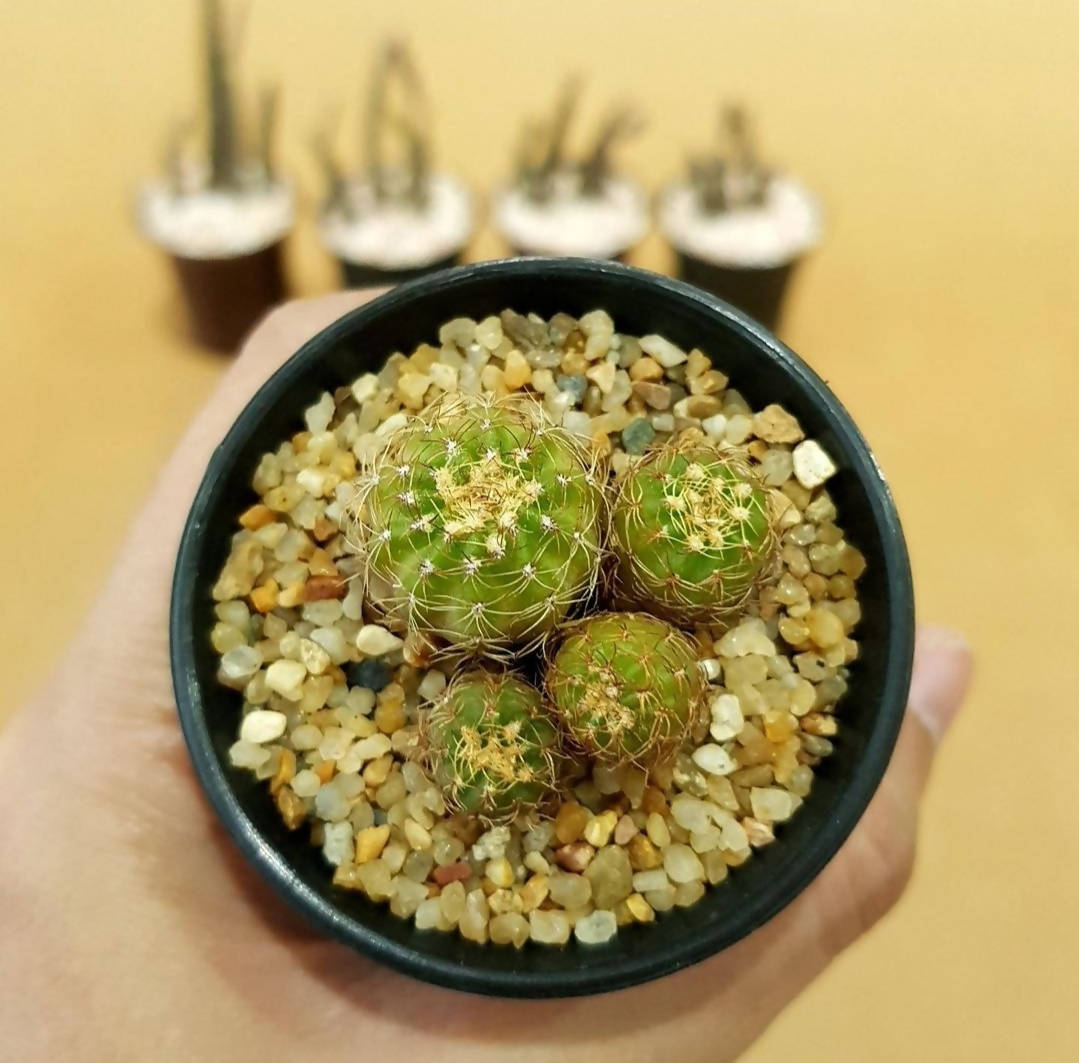 Lobivia yellow flower - Cactus - soiled.in