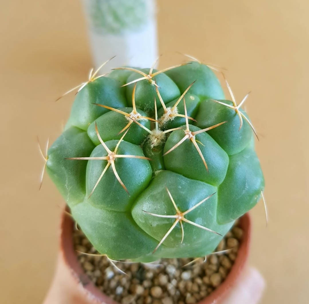 Coryphantha Elephantidens - Cactus - soiled.in