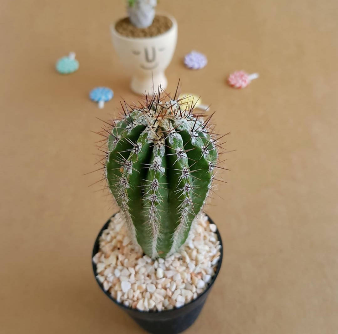 Echinopsis cv. Haku-jo Maru - Echinopsis cactus - soiled.in