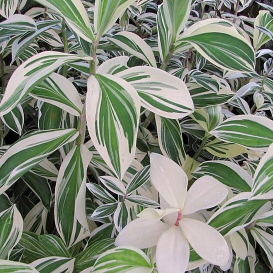 Spiral Ginger (Variegated) - Indoor & Outdoor Plants - soiled.in