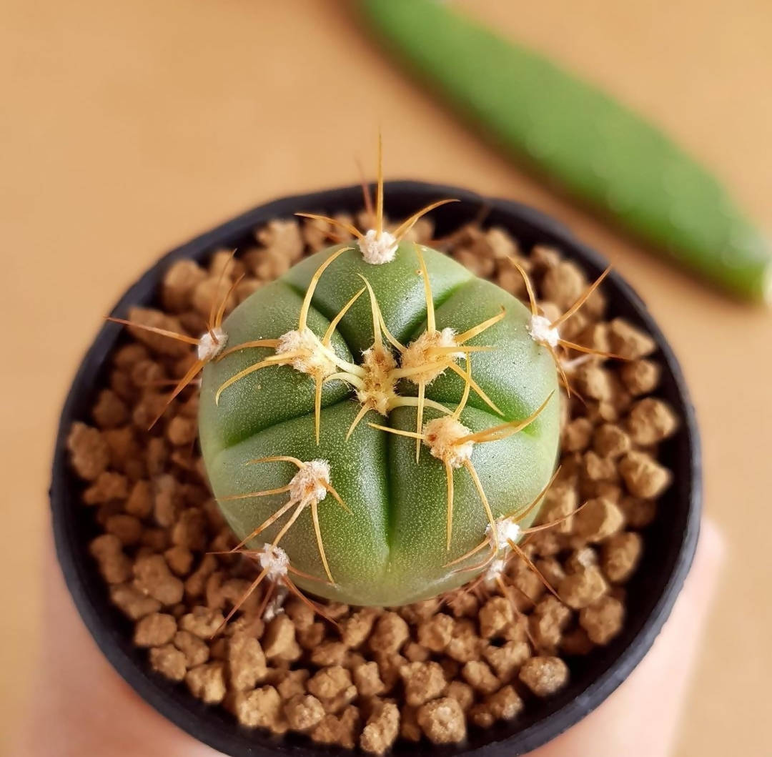 Gymnocalycium Horstii - Cactus - soiled.in