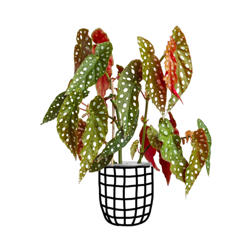 Begonia Maculata - Philodendron - soiled.in