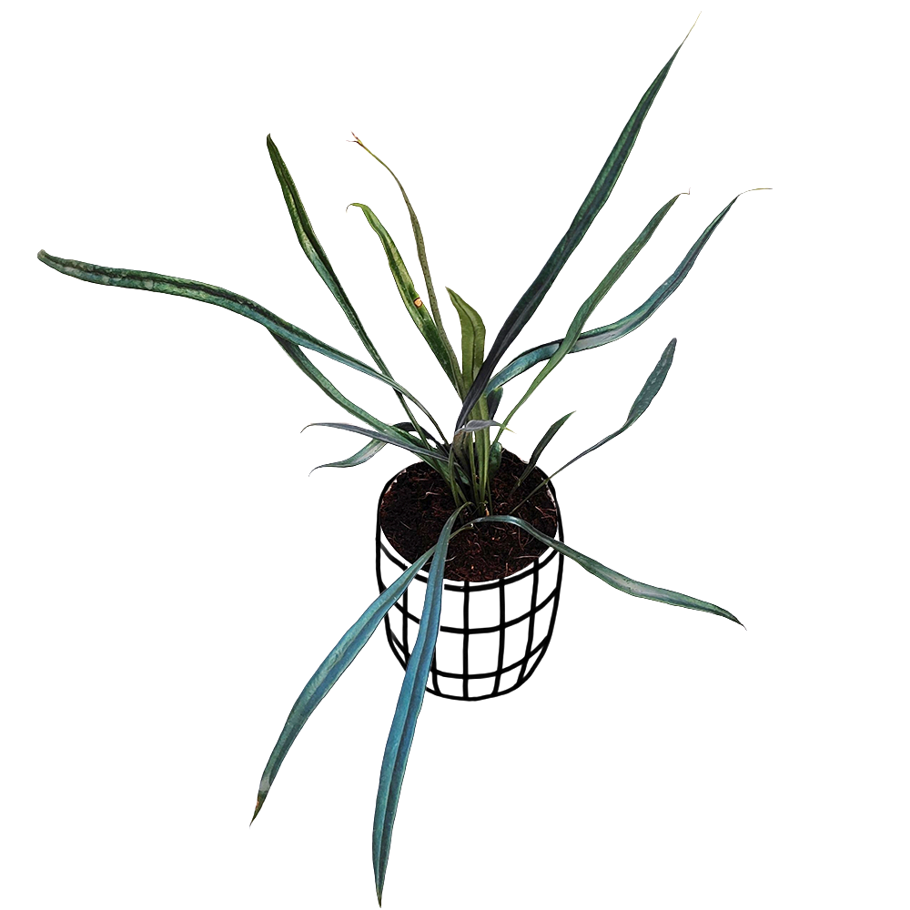 Blue Oil Fern (Microsorum Thailandicum) - Fern - soiled.in