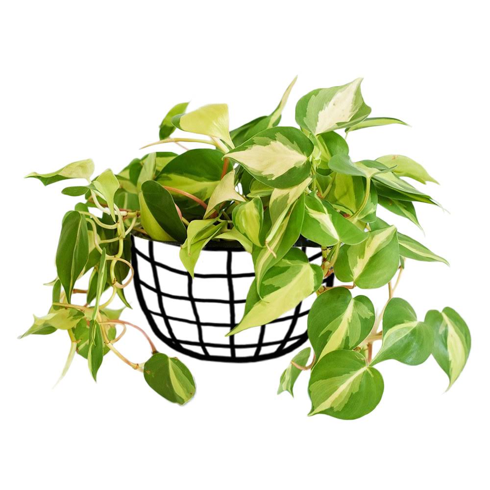 Philodendron Hederaceum 'Brasil' - Philodendron - soiled.in