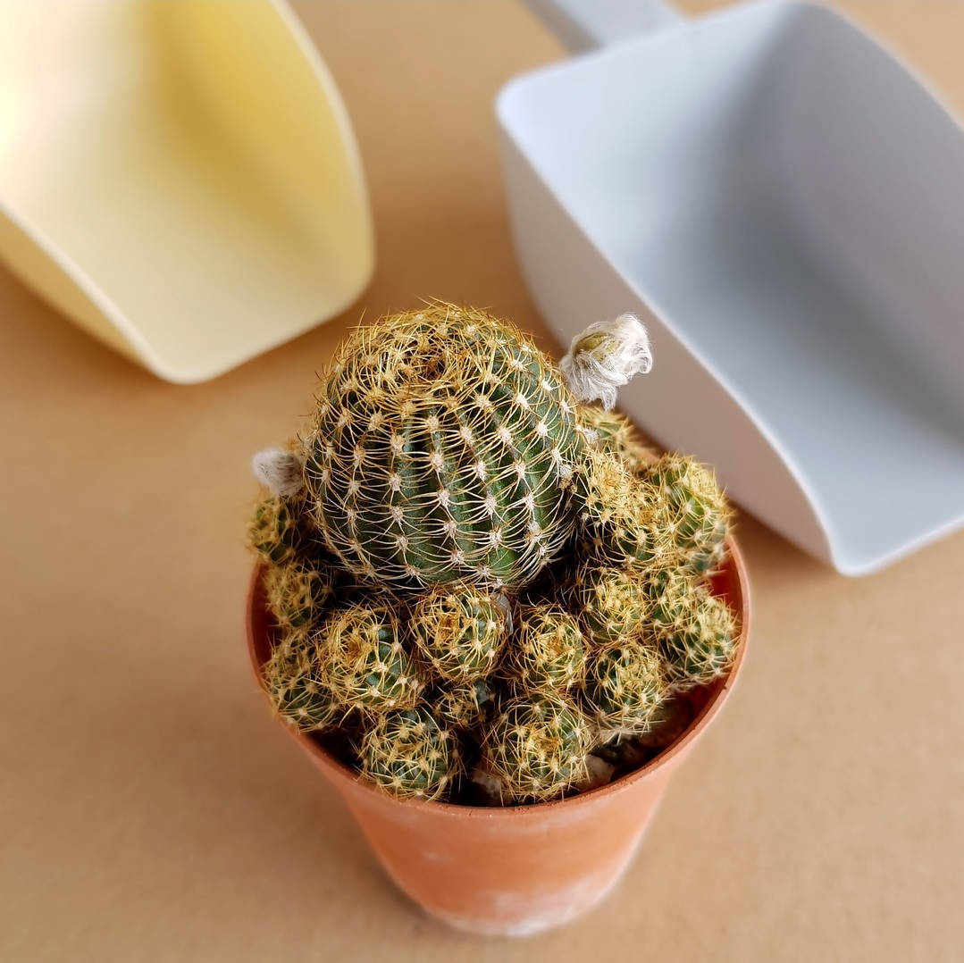 Lobivia Yellow Flower - Cactus - Soiled