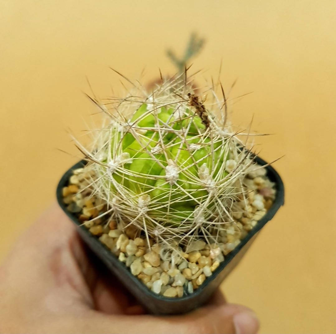 Weingartia Lanata - Cactus - soiled.in