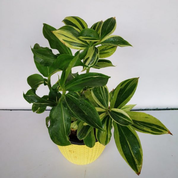 Spiral Ginger (Variegated) - Indoor & Outdoor Plants - soiled.in