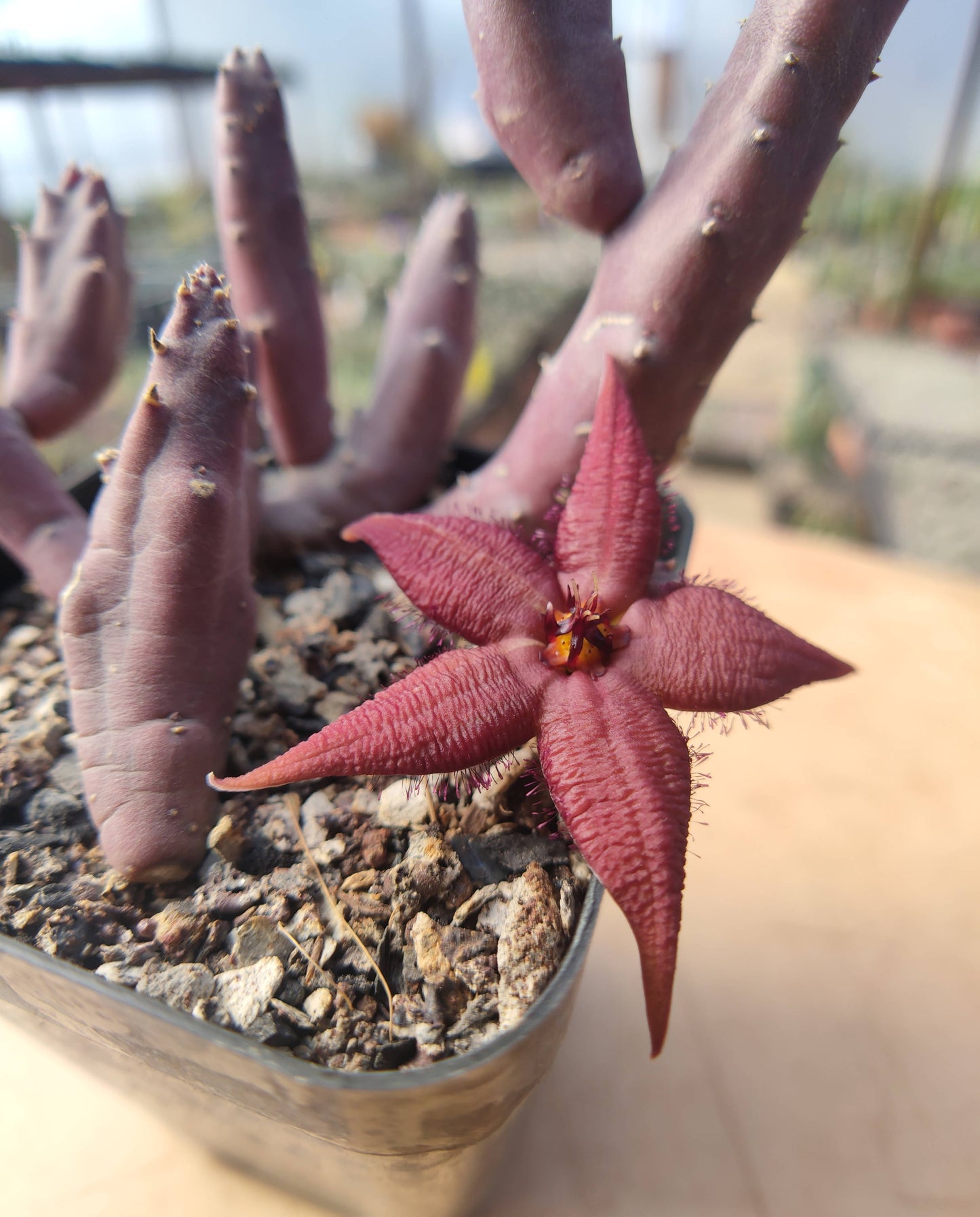 Stapelia Schinzii - Cactus - soiled.in