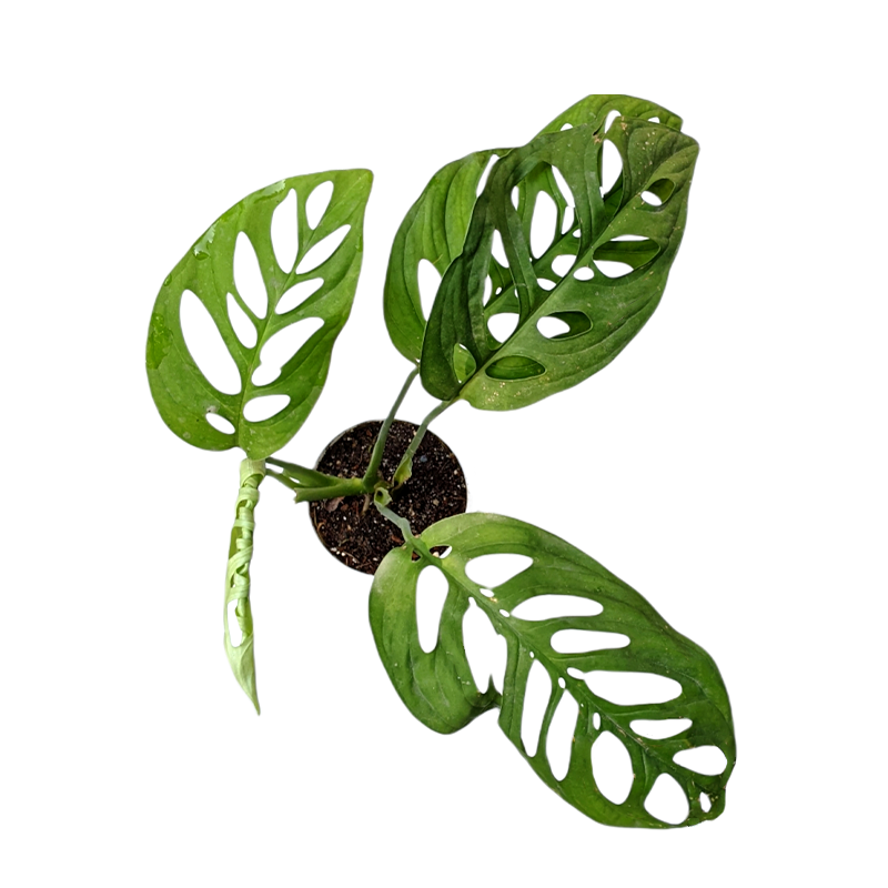 Monstera Epipremnoides (Esqueleto) - Foliage - soiled.in