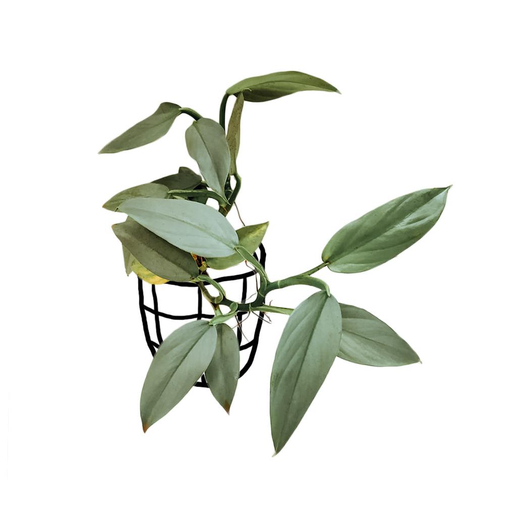 Philodendron Hastatum - Philodendron - soiled.in