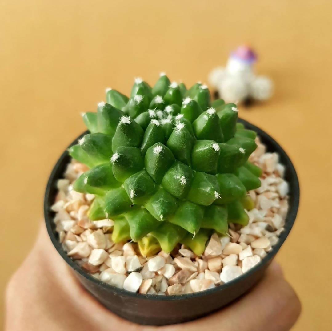 Mammillaria Bucareliensis cv. erusamu - Cactus - soiled.in