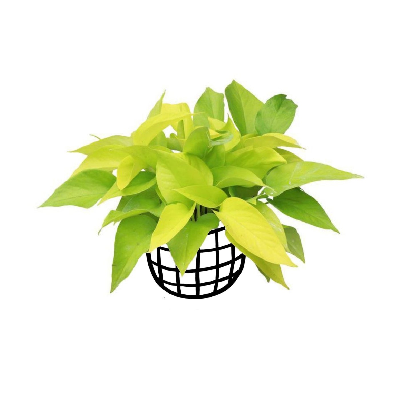 Pothos 'Neon' - Pothos - soiled.in