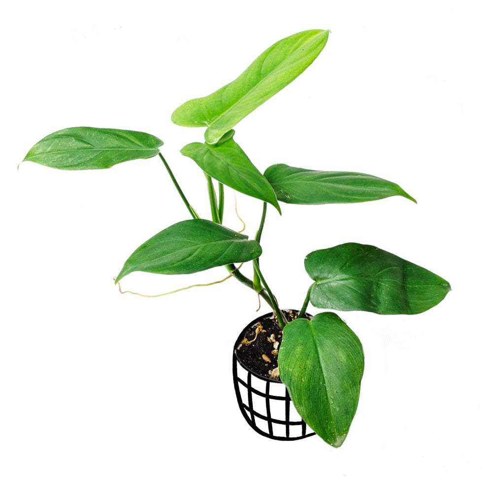 Philodendron Bipennifolium - Philodendron - soiled.in