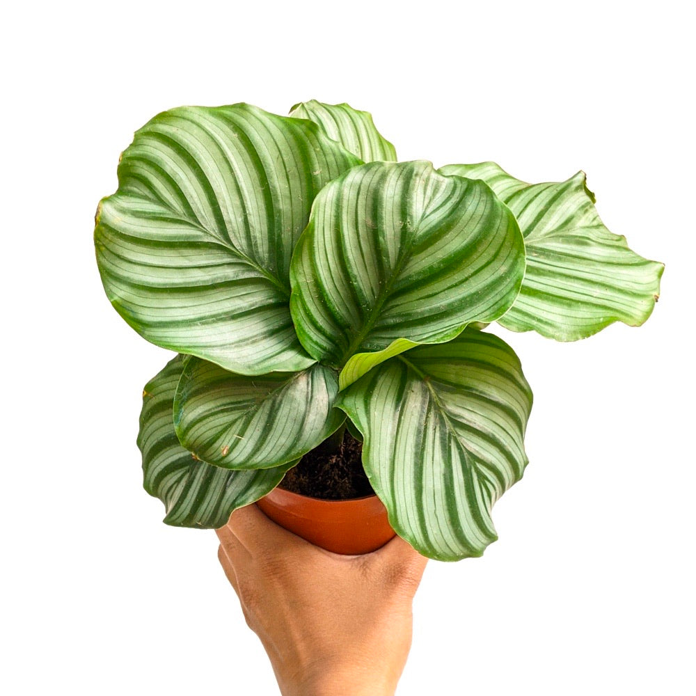 Calathea Orbifolia - Foliage - soiled.in