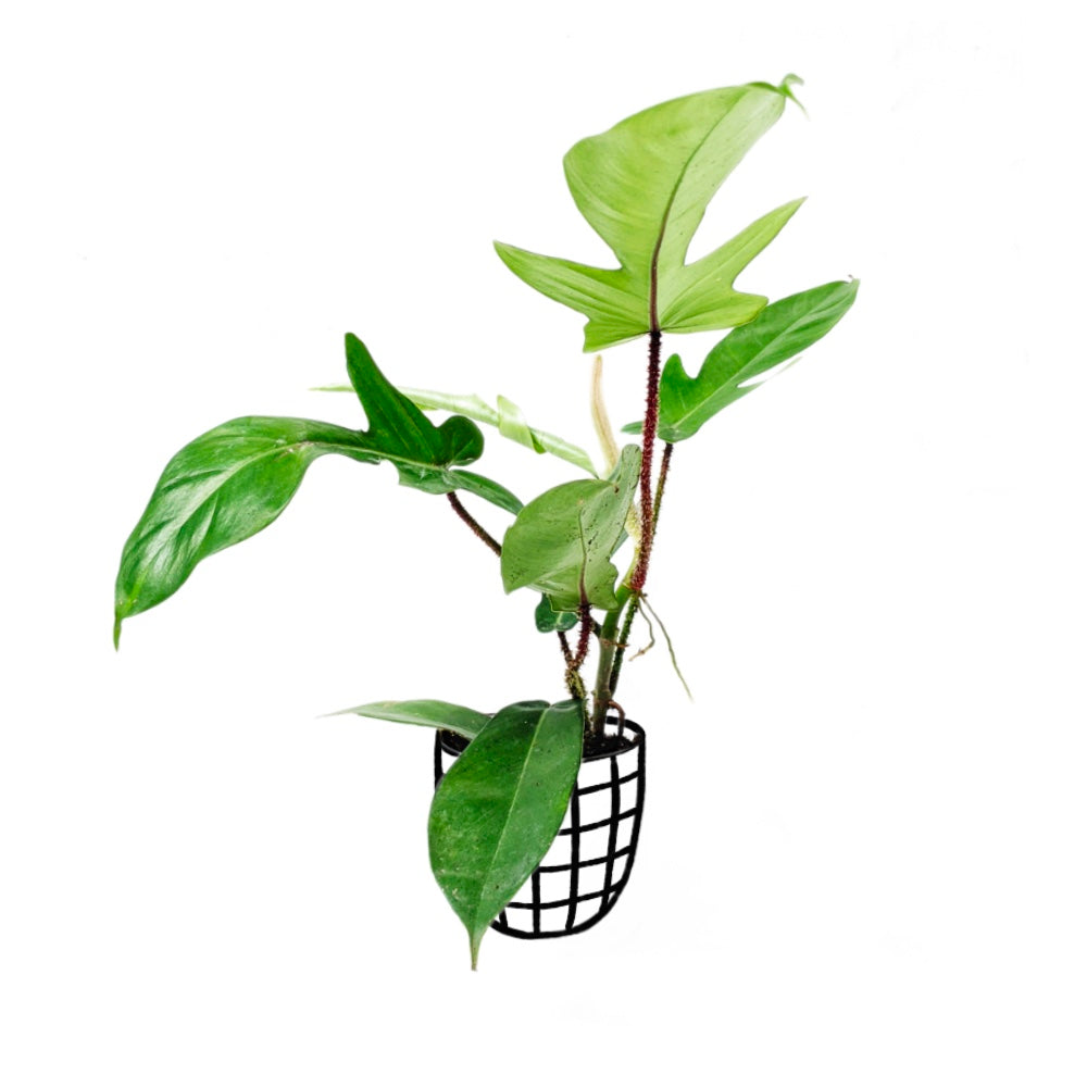 Philodendron Squamiferum - Philodendron - soiled.in