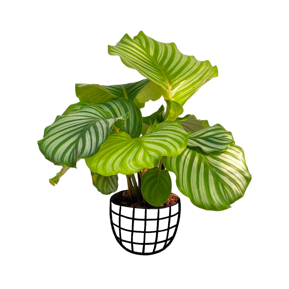 Calathea Orbifolia - Foliage - soiled.in