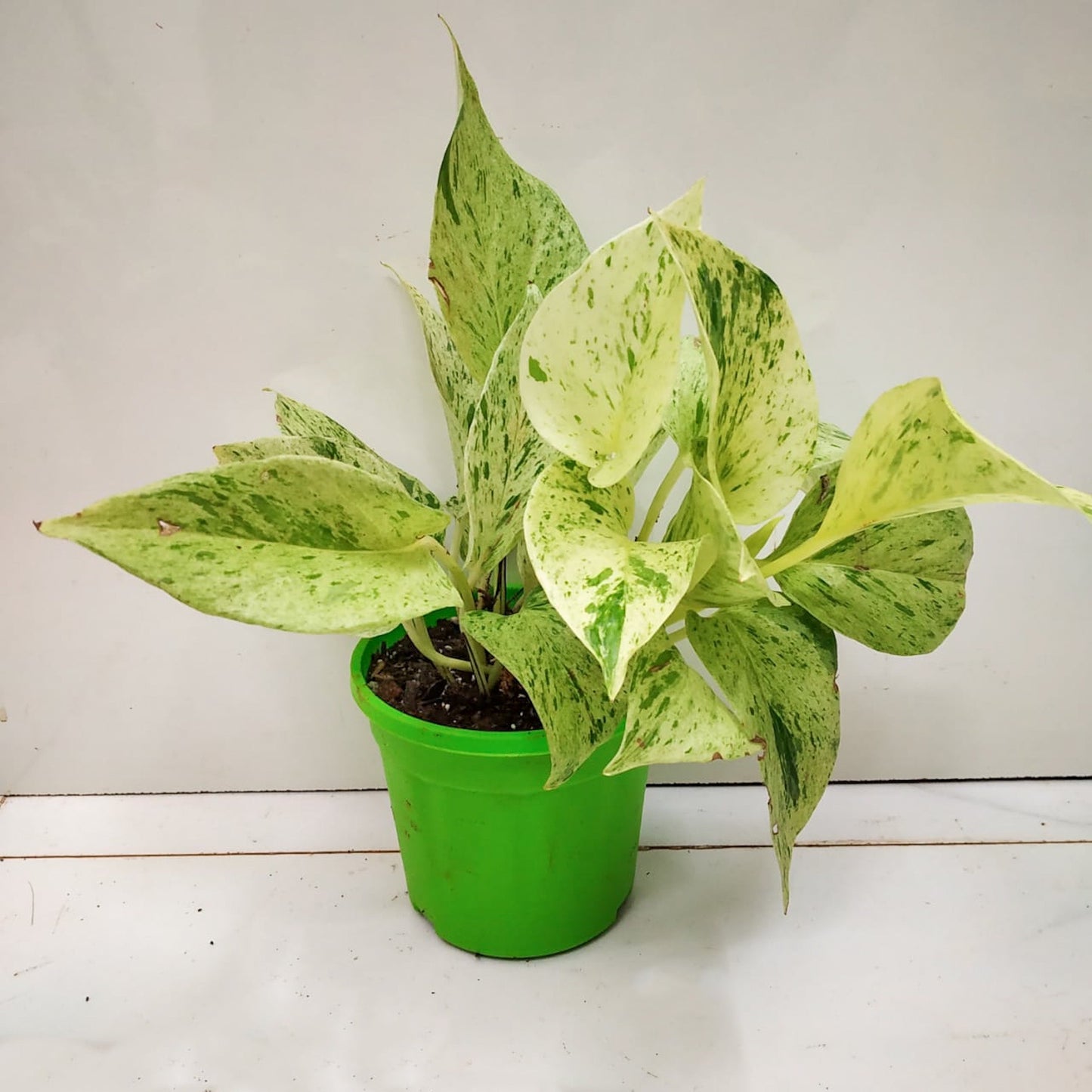 Pothos ‘Marble Queen’ - Money Plant - soiled.in