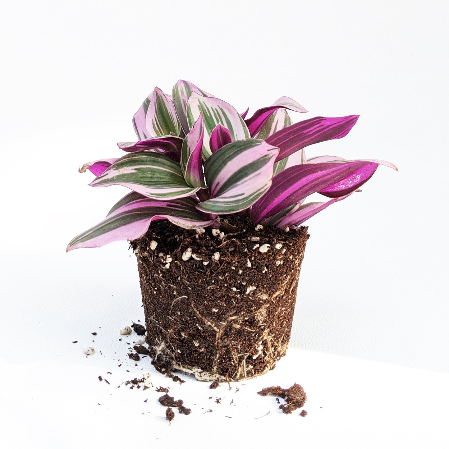 Tradscantia Nanouk - Tradescantia - soiled.in