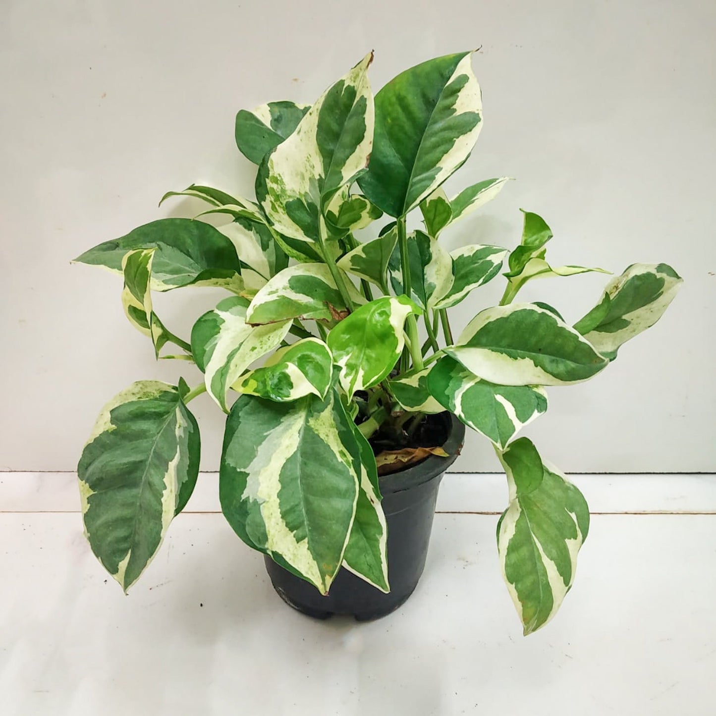 Pothos ‘Njoy’ - Foliage - soiled.in
