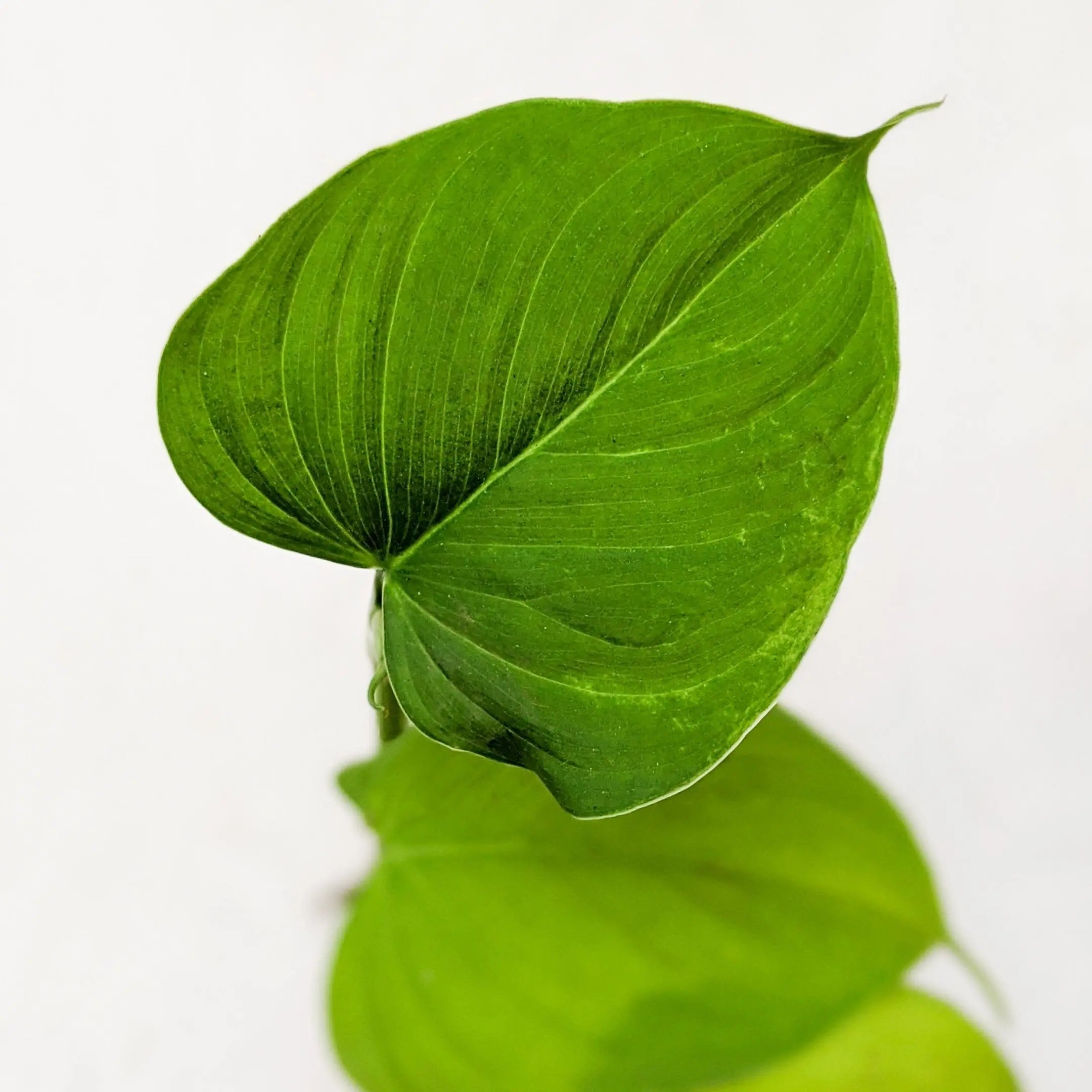 fibraecataphyllum philodendron Philodendron Fibraecataphyllum