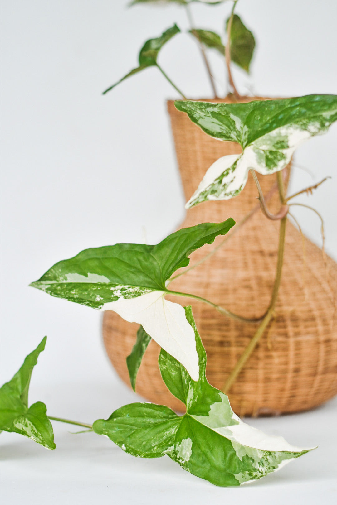 Syngonium podophyllum albo-variegatum - Syngonium - soiled.in