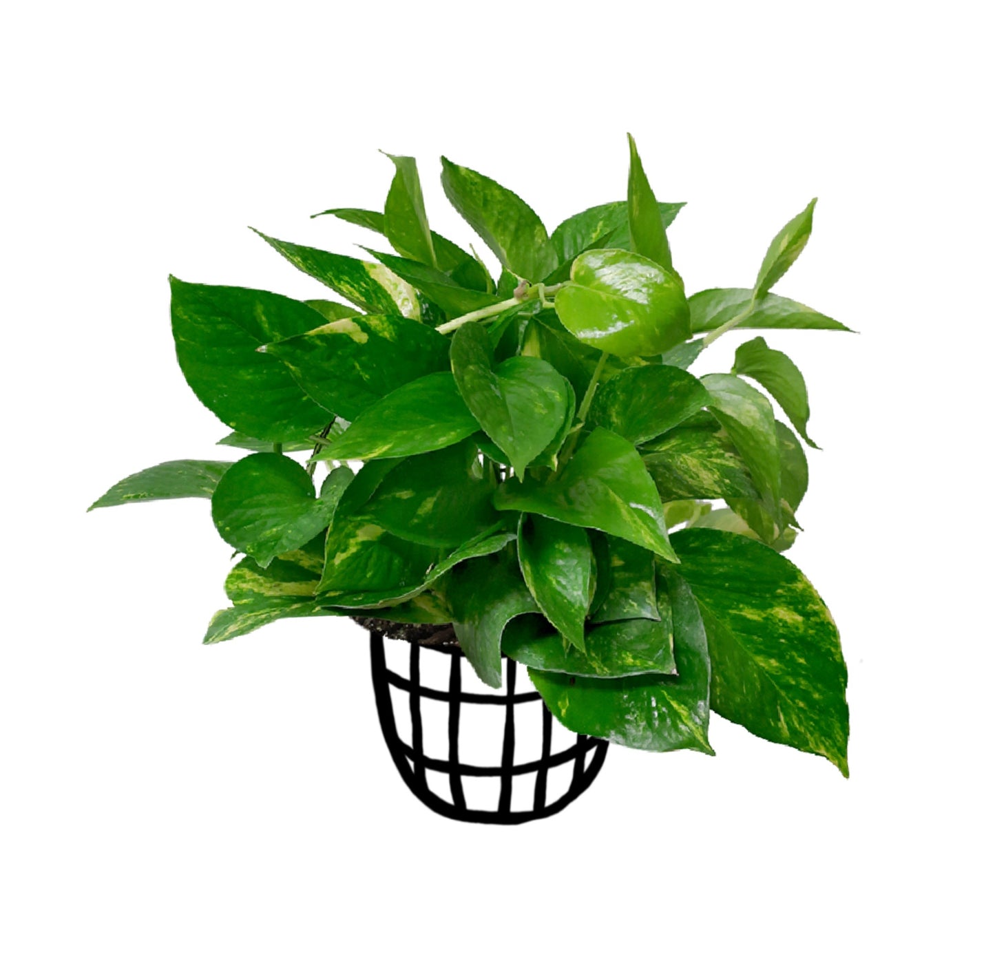 Pothos ‘Golden’ - Money Plant - soiled.in