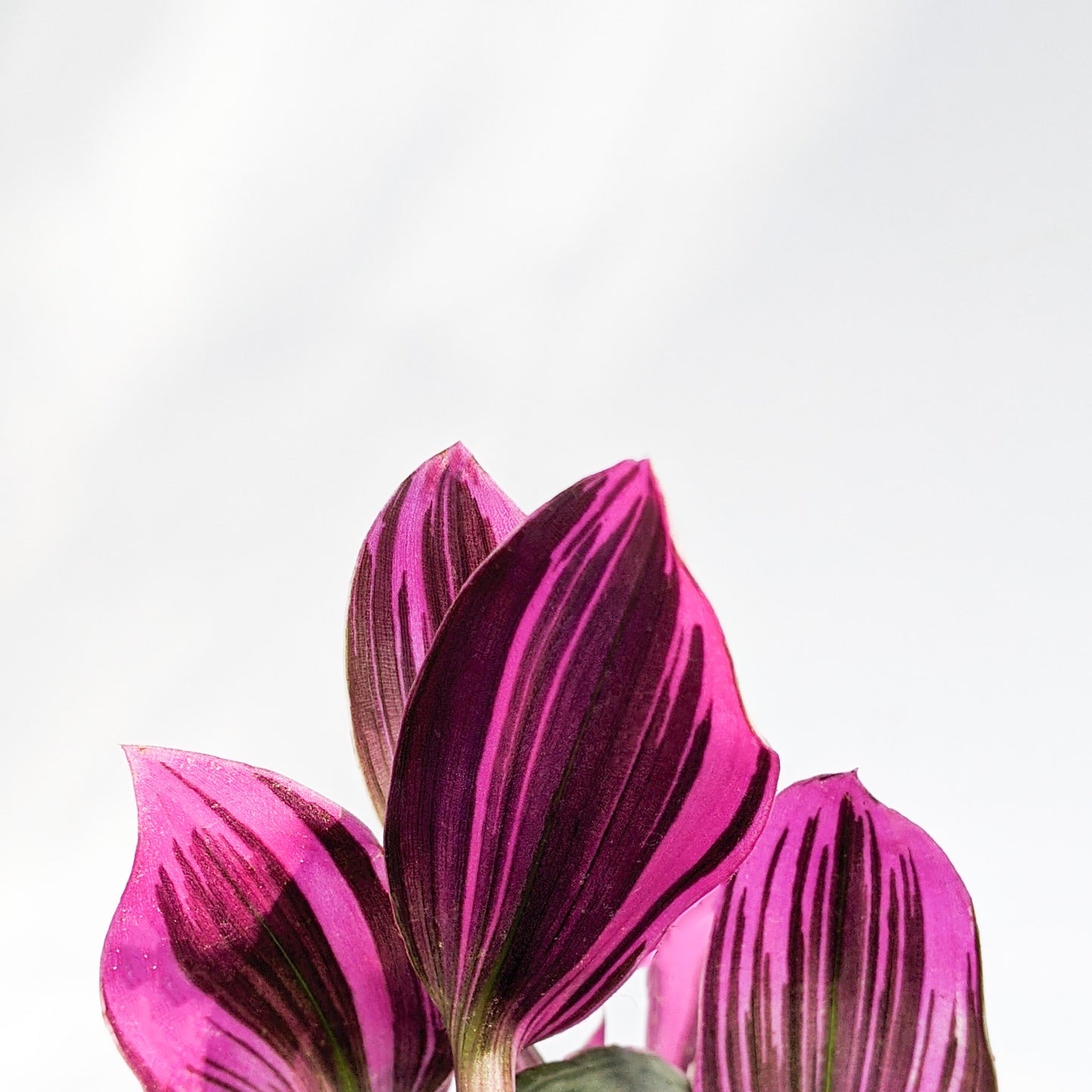 Tradscantia Nanouk - Tradescantia - soiled.in