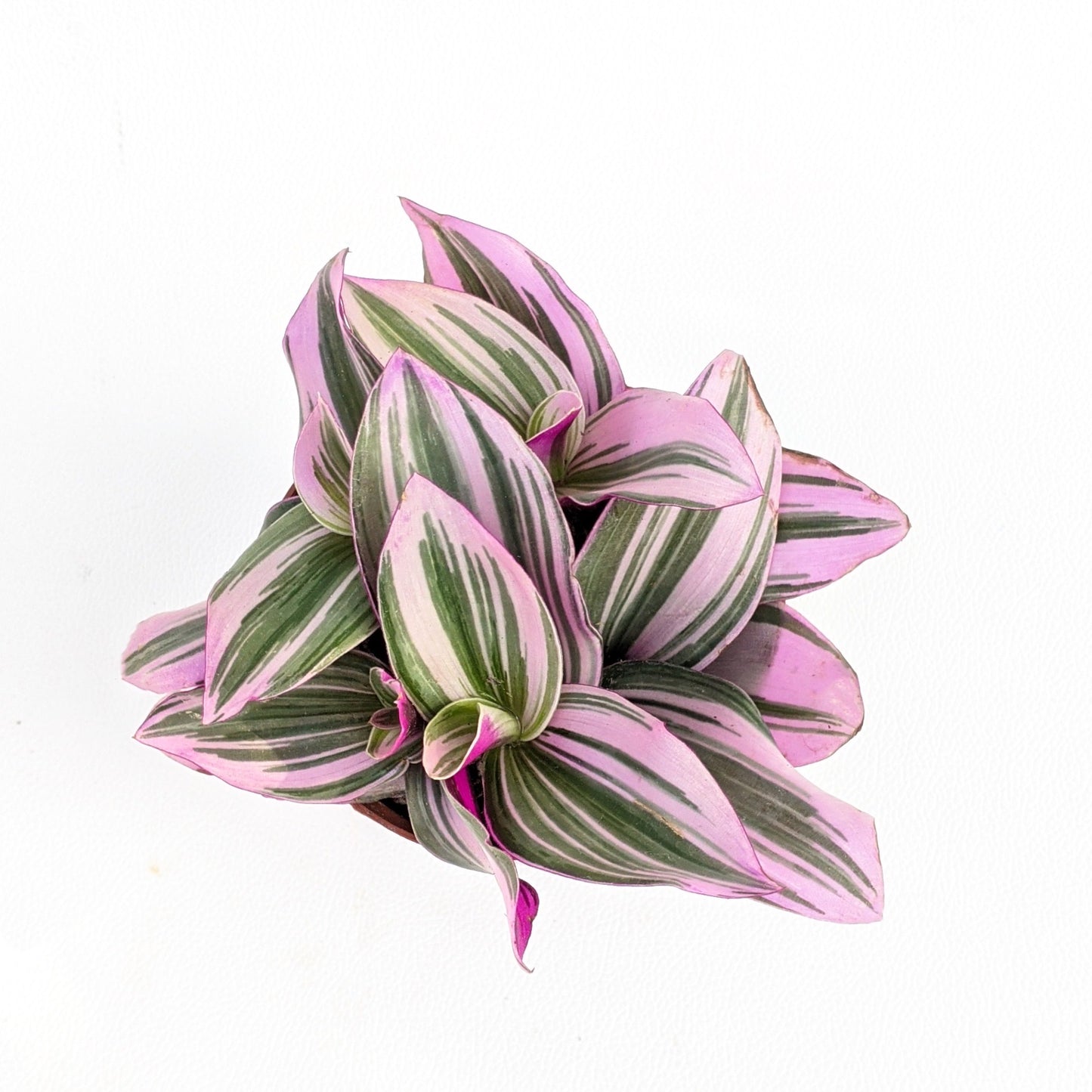 Tradscantia Nanouk - Tradescantia - soiled.in