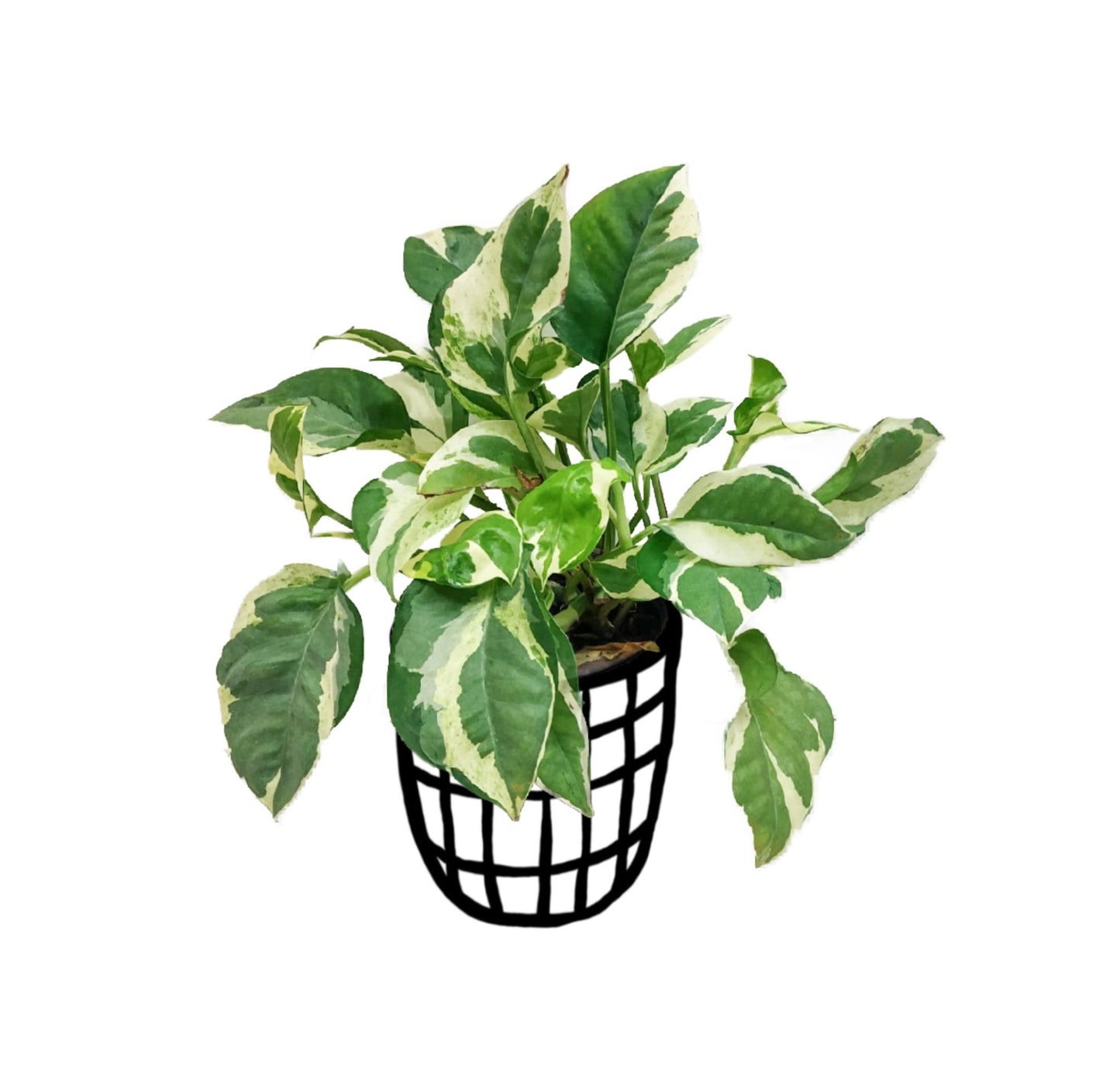 Pothos ‘Njoy’ - Foliage - soiled.in