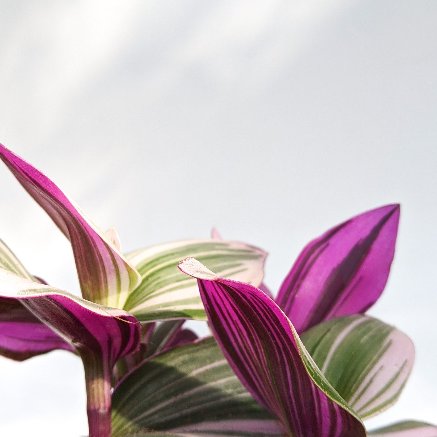 Tradscantia Nanouk - Tradescantia - soiled.in