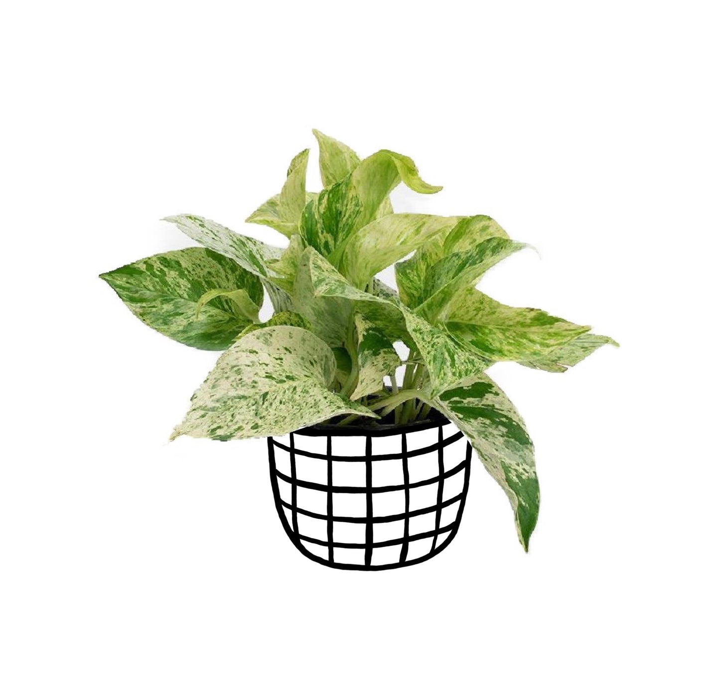 Pothos ‘Marble Queen’ - Money Plant - soiled.in