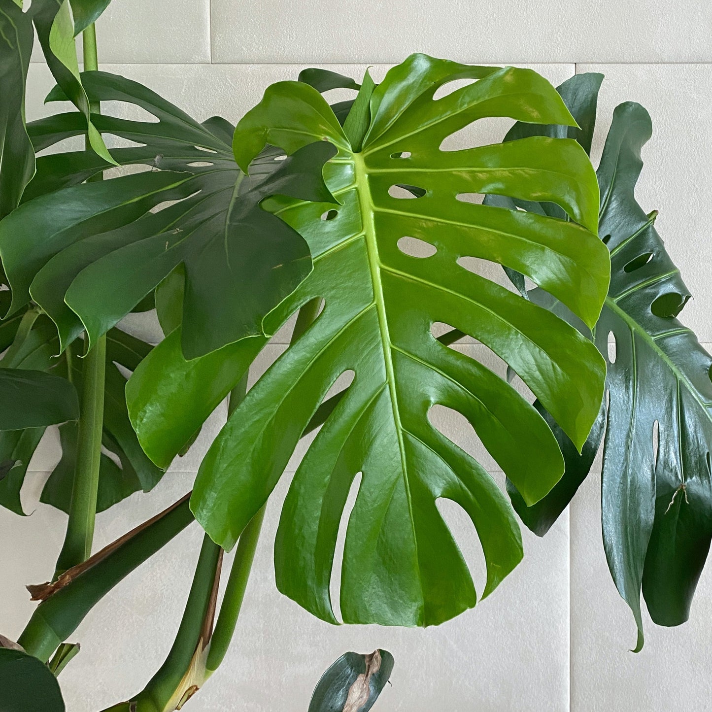 Monstera Deliciosa - Foliage - soiled.in
