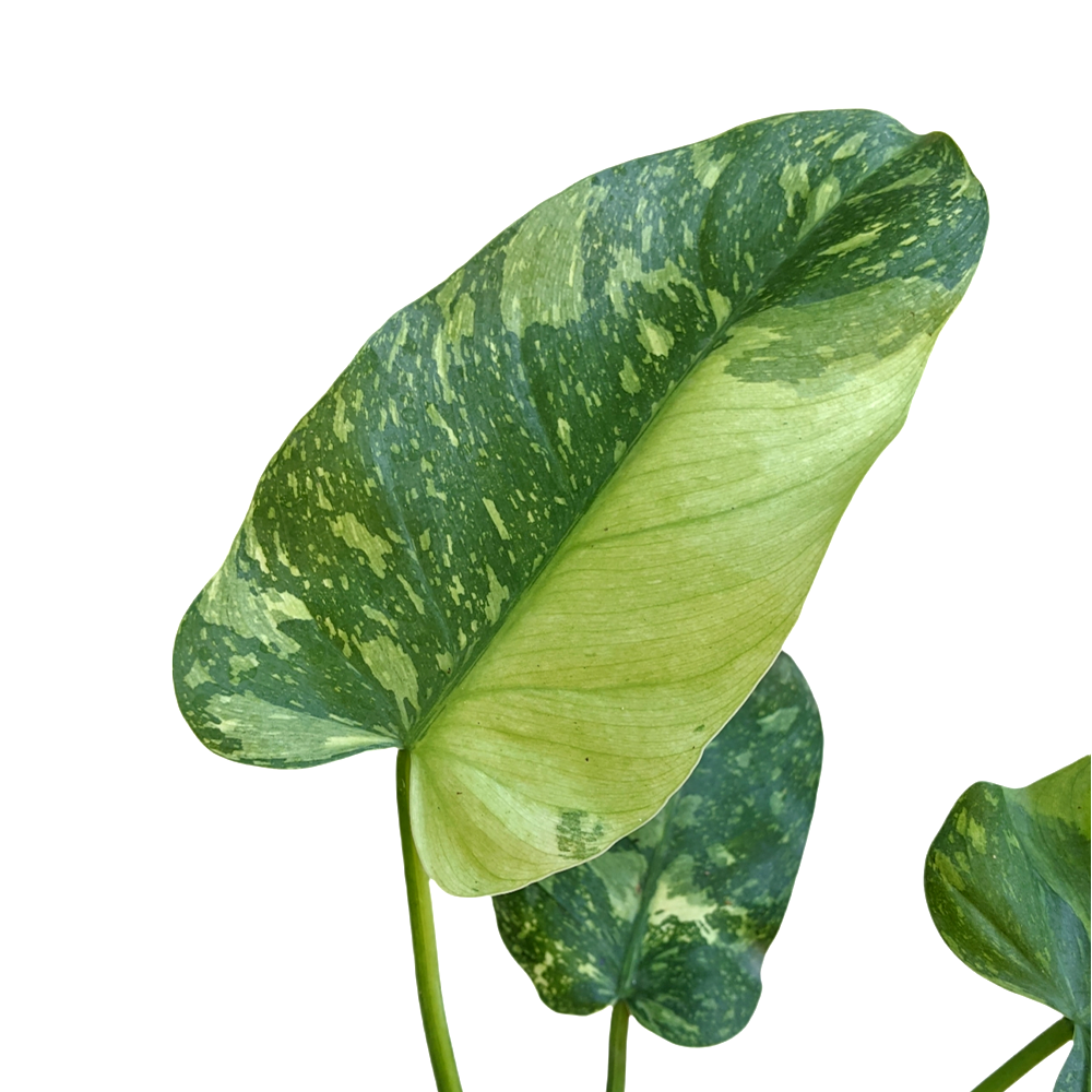 Philodendron 'Jose Buono' - Philodendron - soiled.in