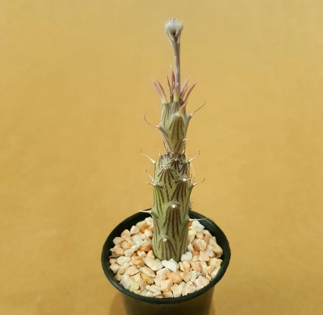 Senecio Pendulus - Succulent - soiled.in